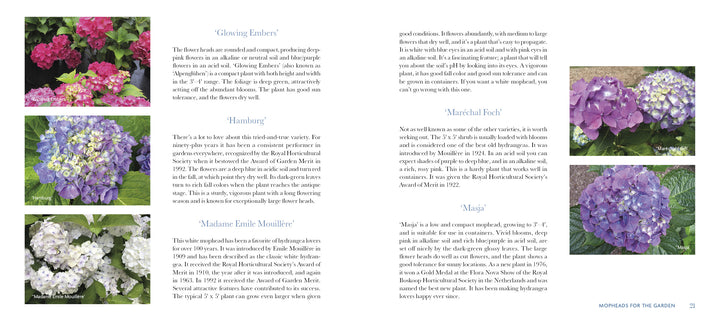 A two-page spread from Marvelous Mopheads by Schiffer Publishing, Ltd. presents descriptions and growing tips for mophead hydrangeas, with vibrant photos on the left page and detailed info with purple blooms on the right.