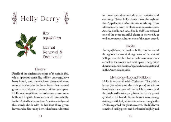 An open book from The Flowerwise Oracle by Schiffer Publishing, Ltd. displays a two-page holly spread with decorative holly branches framing sections on history, habitat, mythology, folklore, and the scientific name Ilex aquifolium.