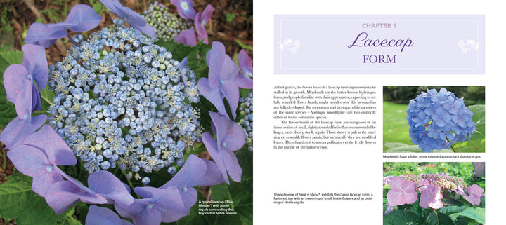 On the left is a close-up of a purple lacecap bloom. On the right are photos of mophead and lacecap Hydrangea macrophylla with text about Lovely Lacecap Hydrangeas from Schiffer Publishing, Ltd. for your home garden.