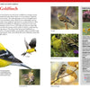 The "Backyard Birds of North America" guide from Schiffer Publishing, Ltd. features photos and details on the American Goldfinch—showcasing males in flight, feeding, winter plumage, and a female perched—with ID tips and key facts.