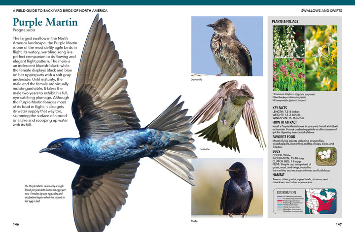 A close-up of a flying Purple Martin, plus photos for bird ID—juvenile, female, and male perched—accompany an info box on plants, range, and traits in "Backyard Birds of North America" by Schiffer Publishing, Ltd.