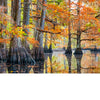 Into the Lost World" by Schiffer Publishing, Ltd. invites you on a photographic journey through a tranquil Louisiana bayou, showcasing tall cypress trees in autumn reflected in still waters and creating a tunnel-like forest view.