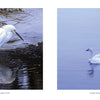 A snowy egret stands by a pond as two tundra swans float on a serene lake in the Outer Banks, captured in "Outer Banks" by Schiffer Publishing, Ltd., surrounded by breathtaking natural beauty.