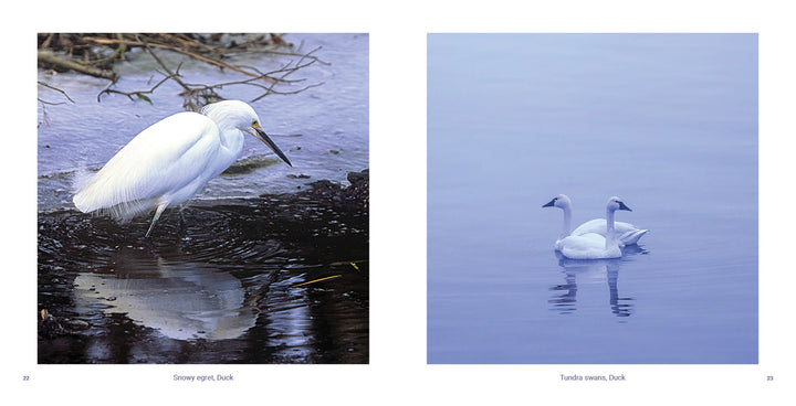A snowy egret stands by a pond as two tundra swans float on a serene lake in the Outer Banks, captured in "Outer Banks" by Schiffer Publishing, Ltd., surrounded by breathtaking natural beauty.