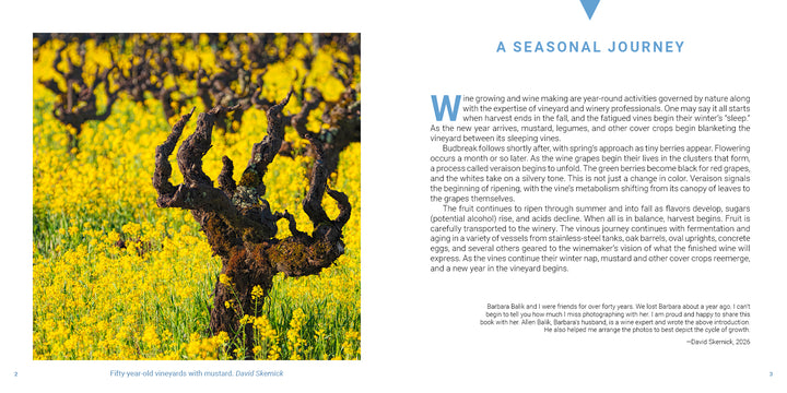 Gnarled grapevines in the Vineyards of Napa Valley rise from a field of bright yellow mustard flowers.