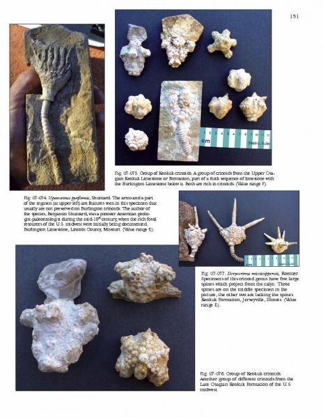 A page from Paleozoic Fossils by Schiffer Publishing, Ltd. displays photos of fossilized crinoids and echinoderms with labeled specimens, a ruler for scale, and descriptive captions to help fossil hunters identify ancient finds.