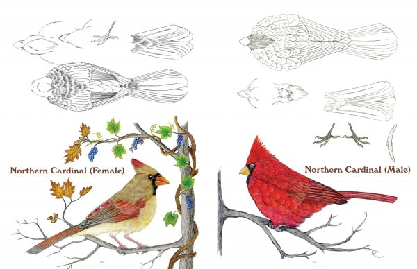 50 Bird Woodcarving Patterns – Military 50-bird-woodcarving-patterns-military