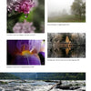 A collage of five nature photos with captions—lilac, iris, foggy field, golden tree mirrored in water, and rocky river—shows pop surrealism influences, reminiscent of the contemporary art in Schiffer Publishing’s 100 Southern Artists.