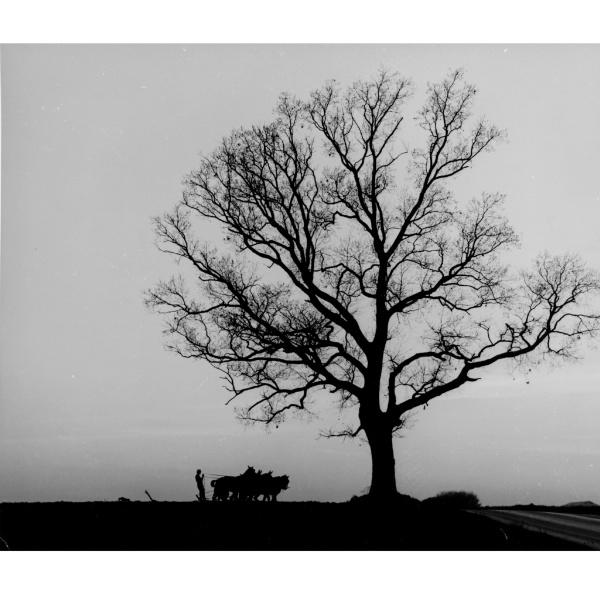 A large leafless tree, a person, and two oxen stand silhouetted on a flat Chesapeake Bay landscape in "Just Passing Through" by Schiffer Publishing, Ltd., evoking the timeless style of Marion Warren photography.