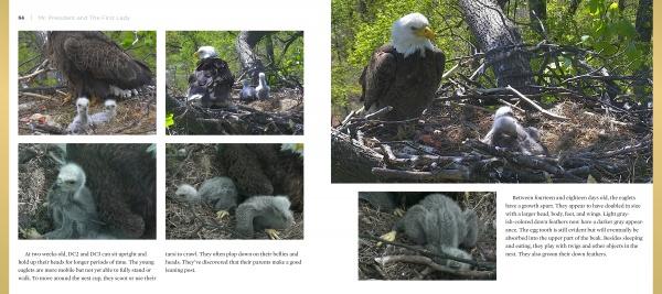 “Mr. President and The First Lady” by Schiffer Publishing, Ltd. features five photos of American bald eagles watching over their chicks in a nest at the National Arboretum, as captured by the DC Eagle Cam.