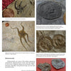 A collage from Schiffer Publishing, Ltd.’s “More Paleozoic Fossils” showcases five fossil specimens—such as ophiuroids and edrioasteroids—each with a coin for scale and text about early echinoderms and ancient marine life.