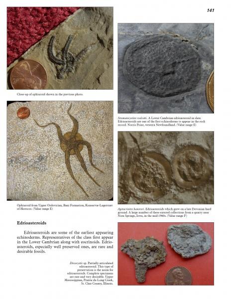 A collage from Schiffer Publishing, Ltd.’s “More Paleozoic Fossils” showcases five fossil specimens—such as ophiuroids and edrioasteroids—each with a coin for scale and text about early echinoderms and ancient marine life.