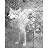 A black and white image evokes the mysterious allure of cryptozoology, featuring a white wolf behind a chain-link fence, reminiscent of creatures from "Strange Pennsylvania Monsters" by Schiffer Publishing, Ltd.