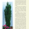 A tall potted holly with dense green leaves and a blooming pink flower sits on a patio before white siding. Nearby, "Atlanta's Garden Plants" by Schiffer Publishing, Ltd. offers north Georgia flora info and gardening tips.