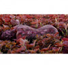 In "Painted Alive" by Schiffer Publishing, Ltd., a person lies face down among dense reddish-brown foliage, their body painted to blend seamlessly with the leaves—an impressive example of contemporary bodypainting.