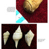 Cenozoic Fossils 1 from Schiffer Publishing, Ltd. features four fossilized sea snail shells from the Green River Formation on a red surface, with a blue-and-white ruler for scale. The top image shows one shell, the bottom image displays three fossils.