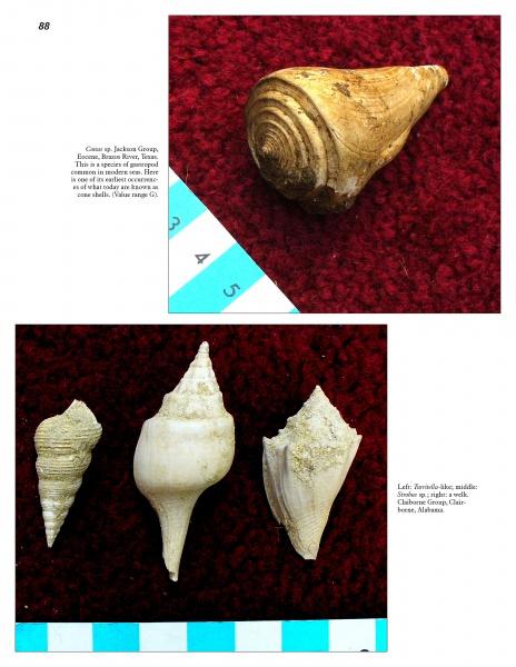 Cenozoic Fossils 1 from Schiffer Publishing, Ltd. features four fossilized sea snail shells from the Green River Formation on a red surface, with a blue-and-white ruler for scale. The top image shows one shell, the bottom image displays three fossils.