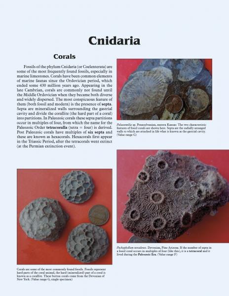 A page in *More Paleozoic Fossils* by Schiffer Publishing, Ltd. showcases text on corals and three fossil coral images beside a coin for scale, each labeled and described on a light blue background.