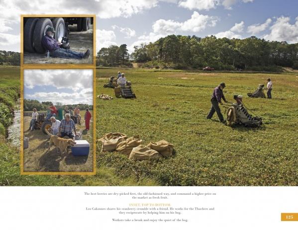 Workers harvest and bag berries in a field under a cloudy sky, showcasing the dedication found in Farms of Cape Cod by Schiffer Publishing, Ltd. Insets show a machine in use and workers taking a break with a dog.