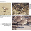 A page from Birds of Coastal South Carolina by Schiffer Publishing, Ltd. features photos and details of shoreline birds—Piping Plover, Wilson’s Plover, and Willet—along with stunning beach habitat photography.