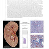 A close-up of "Hidden Beauty: Exploring the Aesthetics of Medical Science" by Schiffer Publishing, Ltd., showcasing detailed human anatomy illustrations and medical imaging insights.