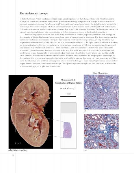 A close-up of "Hidden Beauty: Exploring the Aesthetics of Medical Science" by Schiffer Publishing, Ltd., showcasing detailed human anatomy illustrations and medical imaging insights.