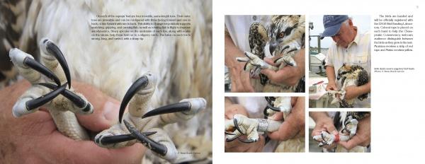Close-up photos from Schiffer Publishing, Ltd.'s "Inside an Osprey's Nest" show a person handling an osprey’s talons and legs, highlighting the bird’s size and strength—a raptor adventure inspired by the Chesapeake Conservancy Osprey Nest Cam.
