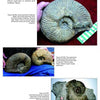 Page from "Mesozoic Fossils II" by Schiffer Publishing, Ltd. shows three photos of large spiral-shaped Cretaceous ammonite fossils from Texas, one with a ruler for scale and another fossil embedded in rock, with descriptive labels.