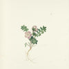 A botanical illustration from "Texas Wild Flowers" by Schiffer Publishing, Ltd. shows a small plant with green, lobed leaves and delicate light pink flowers, its roots exposed against an off-white backdrop, evoking classic Texas wildflower art.