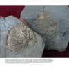 A close-up of a fossil from Cenozoic Fossils II by Schiffer Publishing, Ltd., providing detailed insight into Ice Age fossils and helping with fossil identification.