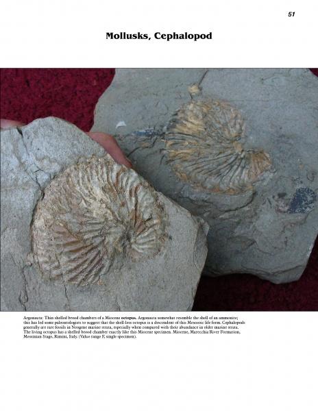 A close-up of a fossil from Cenozoic Fossils II by Schiffer Publishing, Ltd., providing detailed insight into Ice Age fossils and helping with fossil identification.