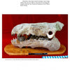 Cenozoic Fossils 1 by Schiffer Publishing, Ltd. shows a large fossilized skull with sharp teeth on a red surface next to a blue ruler. The background is red. Text notes it's an oreodont from the Age of Mammals, not an actual pig.