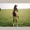 A young brown foal with white markings stands in a grassy field beside an adult horse, evoking Arthur Frank's style. The image, bordered by a beige frame, appears in "Horse Racing" from Schiffer Publishing, Ltd.