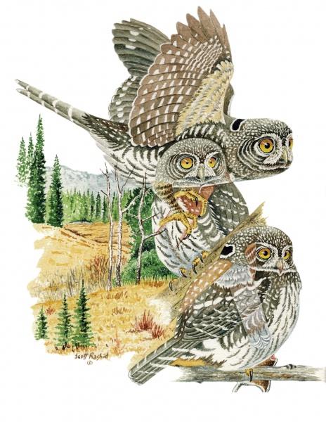 Small Mountain Owls" by Schiffer Publishing, Ltd. features three owls in a forest clearing—one perched, one flying, and one with prey—amid pine trees and distant Rocky Mountains-inspired scenery.