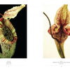 Two pages from "The Sinister Beauty of Carnivorous Plants" (Schiffer Publishing, Ltd.) display striking botanical photos of carnivorous plants with striped, flared rims and spots, labeled by species and plate, on black and white backgrounds.