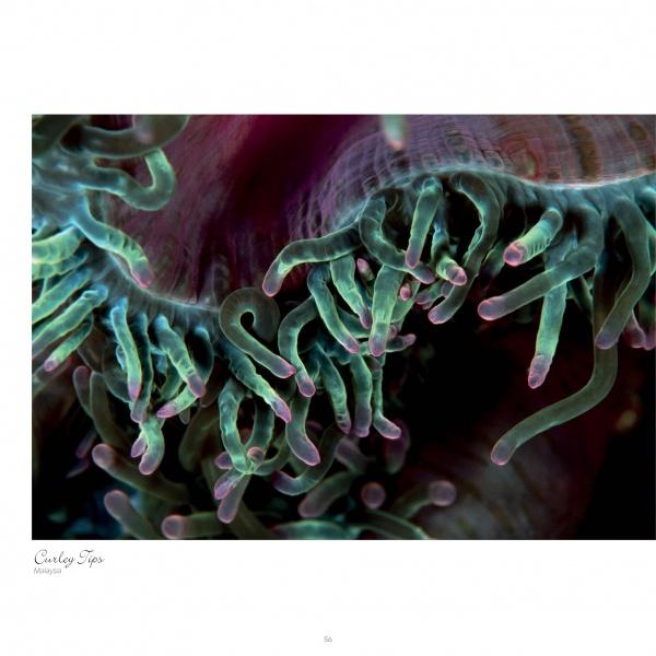 Seaduction" by Schiffer Publishing, Ltd. features stunning underwater photography of green and purple-tipped sea anemone tentacles curling and swaying, highlighting their vibrant colors and translucent texture against a dark backdrop.