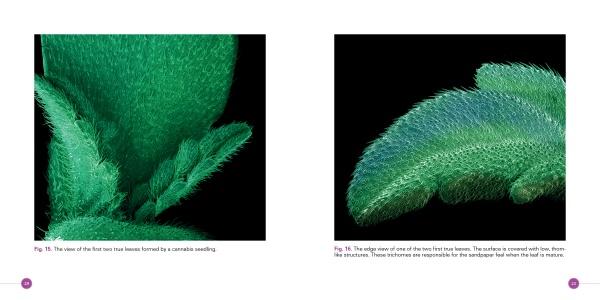 Two close-up images of Cannabis seedling leaves from Schiffer Publishing, Ltd. highlight fine hair-like structures covering their surfaces, with leaf textures and details clearly visible.