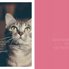 A close-up of a gray tabby cat looks up, overlaid with: “Your domestic cat is programmed identically to its ancestors. So brace yourself!” On a pink side: I Love Happy Cats by Schiffer Publishing, Ltd.—CAT BEHAVIOR BACKGROUND CHECK OF YOUR CAT.