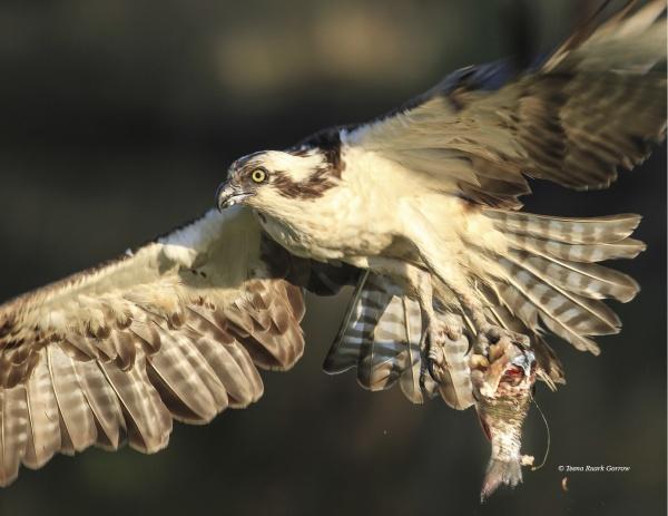 Experience the thrill of raptor life with "Inside an Osprey’s Nest" by Schiffer Publishing, Ltd.—an osprey soars with a fresh catch in its talons, intense gaze locked ahead, as the glistening fish dangles beneath during nesting season.
