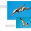 Two terns soar, one in pursuit of the other, with a third flying solo against clear blue skies. "New Jersey Birds and Beyond" by Schiffer Publishing, Ltd. highlights nature observations on the Common and Caspian Terns of New Jersey.