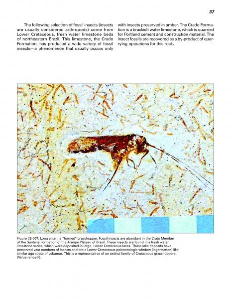 A fossilized insect with long antennae in yellowish rock, amid smaller fossils, features in "Mesozoic Fossils II" by Schiffer Publishing, Ltd., highlighting the Crato Formation’s Cretaceous fossils prized by collectors.