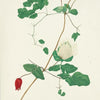 A botanical illustration inspired by Texas wildflowers, "Texas Wild Flowers" from Schiffer Publishing, Ltd., features a vine with green leaves, a closed red bud, and white flowers on a slender brown stem.