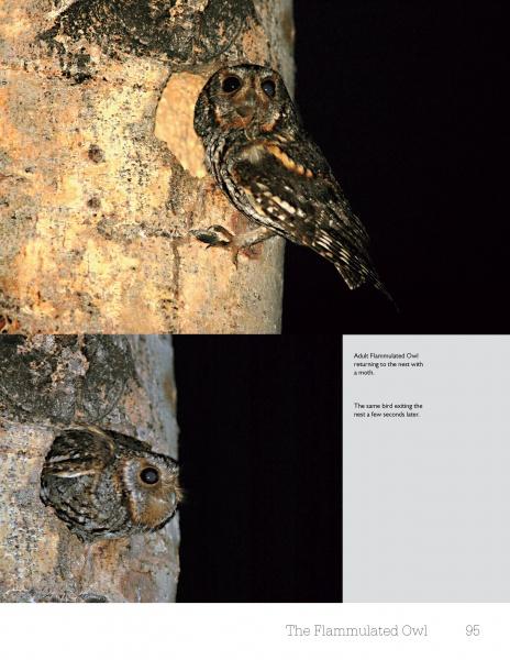 Two photos from Schiffer Publishing, Ltd.’s "Small Mountain Owls" show a Flammulated Owl at its tree nest in the Rockies: above, it holds prey; below, it peeks out. Text details its behavior. Page titled “The Flammulated Owl.”.