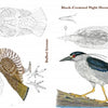 Featuring colored illustrations and detailed black-and-white sketches of birds, 50 Bird Woodcarving Patterns by Schiffer Publishing, Ltd. offers perfect inspiration for woodcarvers and pattern creators.