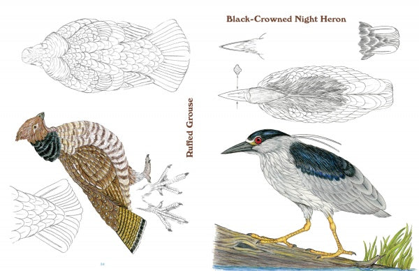 50 Bird Woodcarving Patterns – Military 50-bird-woodcarving-patterns-military
