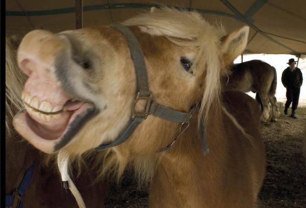 A brown horse with a blond mane grins widely, just like the quirky images from Faces of Lancaster County Postcards by Schiffer Publishing, Ltd. Other horses and a person in a hat stand under a tent in the background.