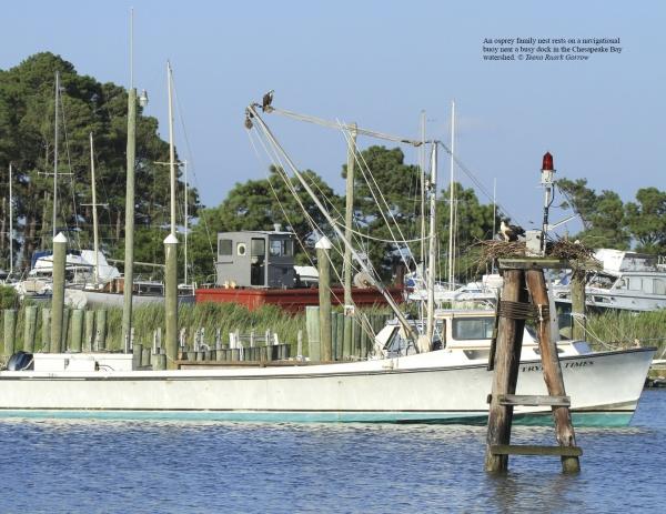 Inside an Osprey's Nest" by Schiffer Publishing, Ltd. features a white fishing boat near the shore with an osprey nest atop a wooden post, two ospreys in the nest, a third on the boat, and a scenic backdrop of trees and other boats.