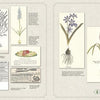 Two open pages from "The Graphic Vegetable" by Schiffer Publishing, Ltd. feature vintage asparagus ads and drawings on the left, with vibrant Hyacinthus and Muscari flower illustrations on the right.