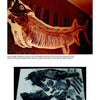 Top: A large, mostly intact fossil fish; bottom: dark fossilized bones in rock. Both images depict Cretaceous Xiphactinus audax fossils from different sites. Featured in Mesozoic Fossils II by Schiffer Publishing, Ltd.