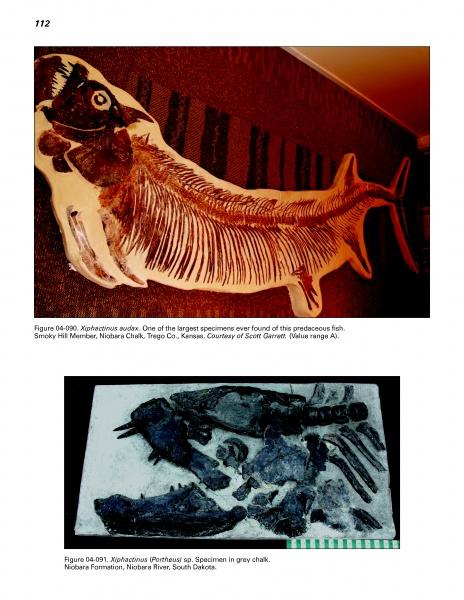 Top: A large, mostly intact fossil fish; bottom: dark fossilized bones in rock. Both images depict Cretaceous Xiphactinus audax fossils from different sites. Featured in Mesozoic Fossils II by Schiffer Publishing, Ltd.